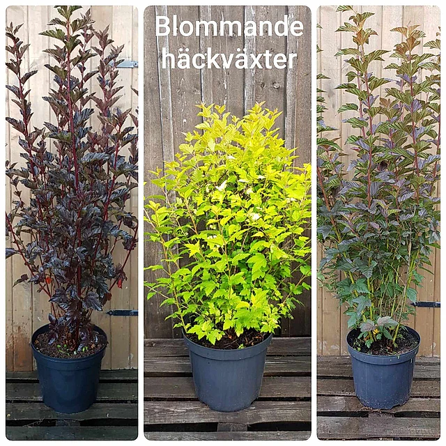 Blommande växter