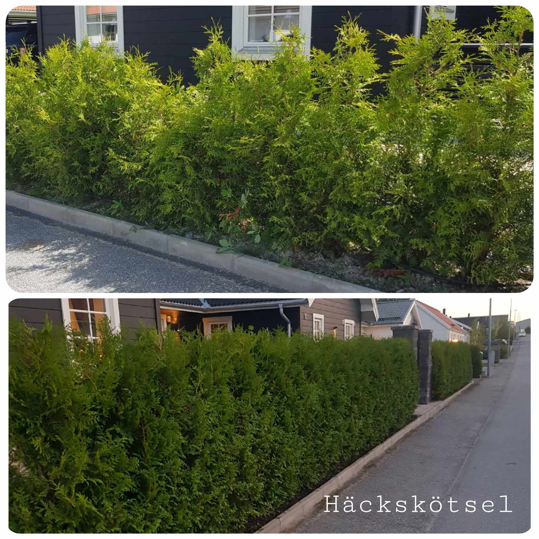 Häckskötsel