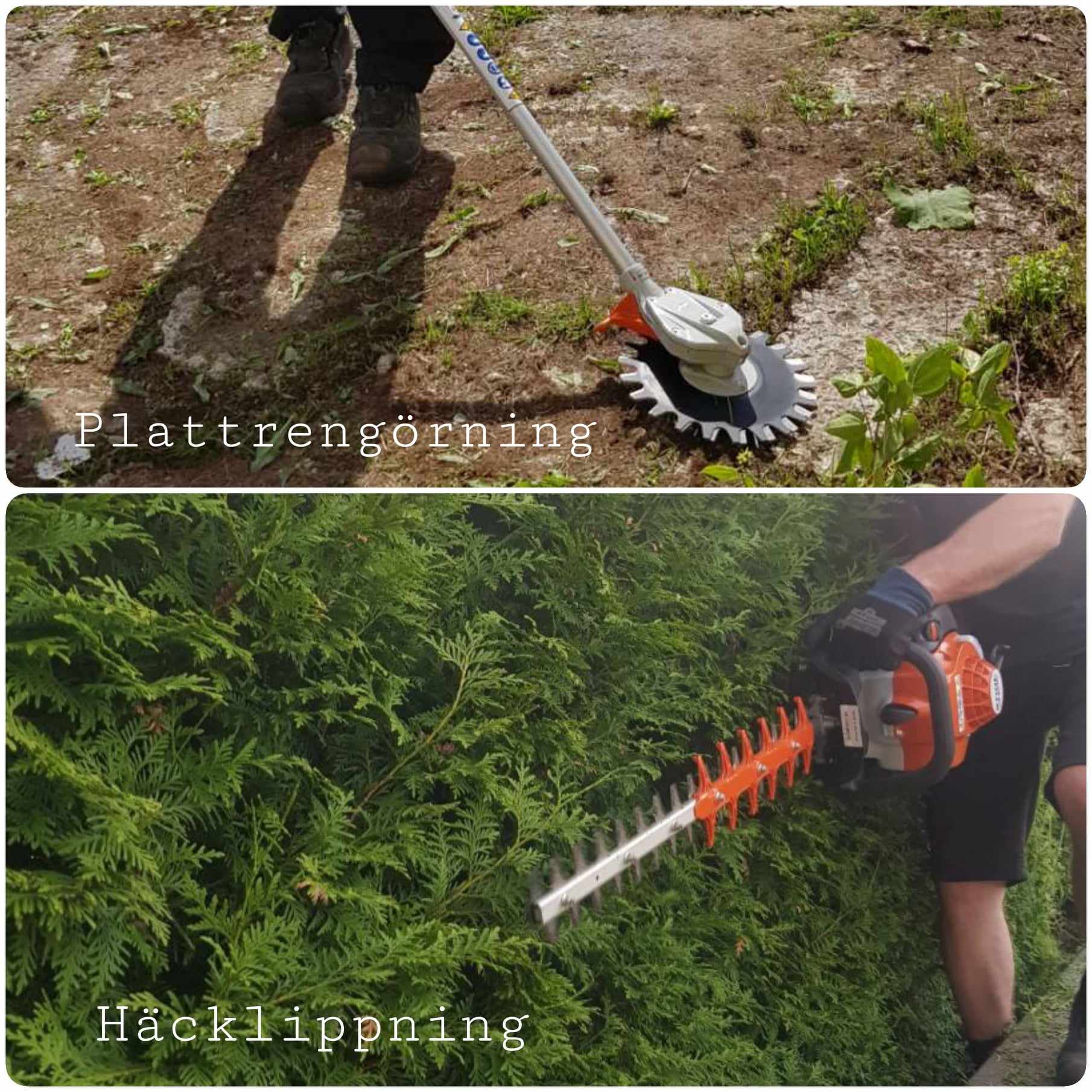 Plattrengöring_Häckklippning