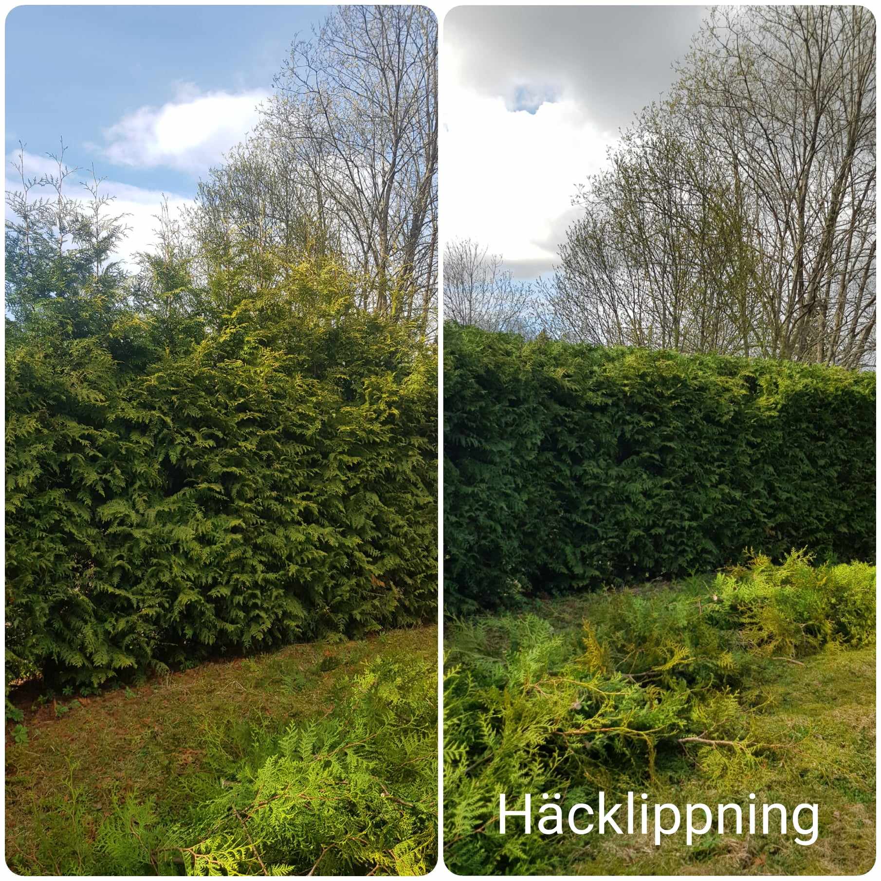 Häcklippning