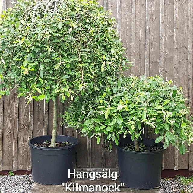 Hangsälg 