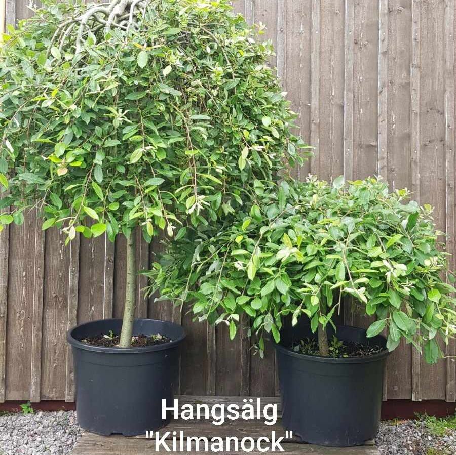 Hangsälg 