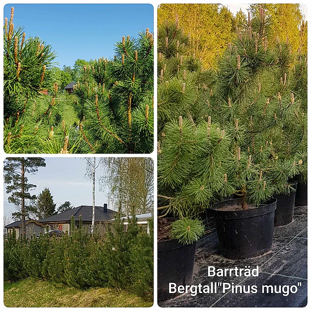 Barrträd Bergtall Pinus mugo