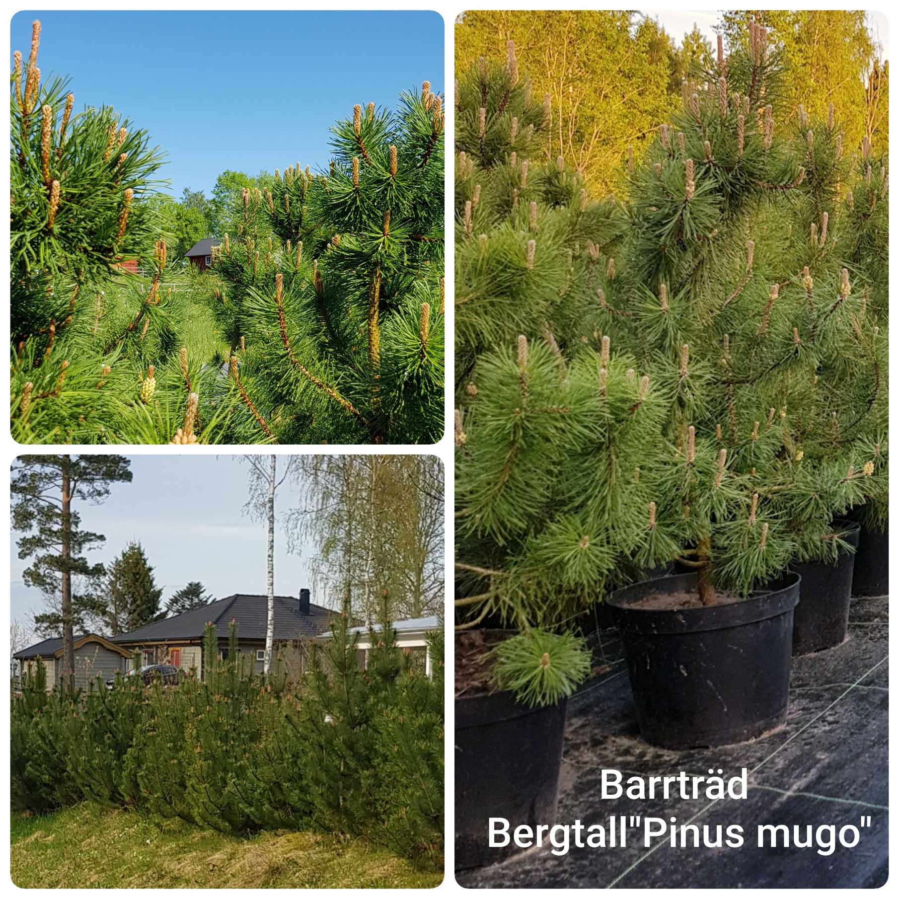 Barrträd Bergtall Pinus mugo