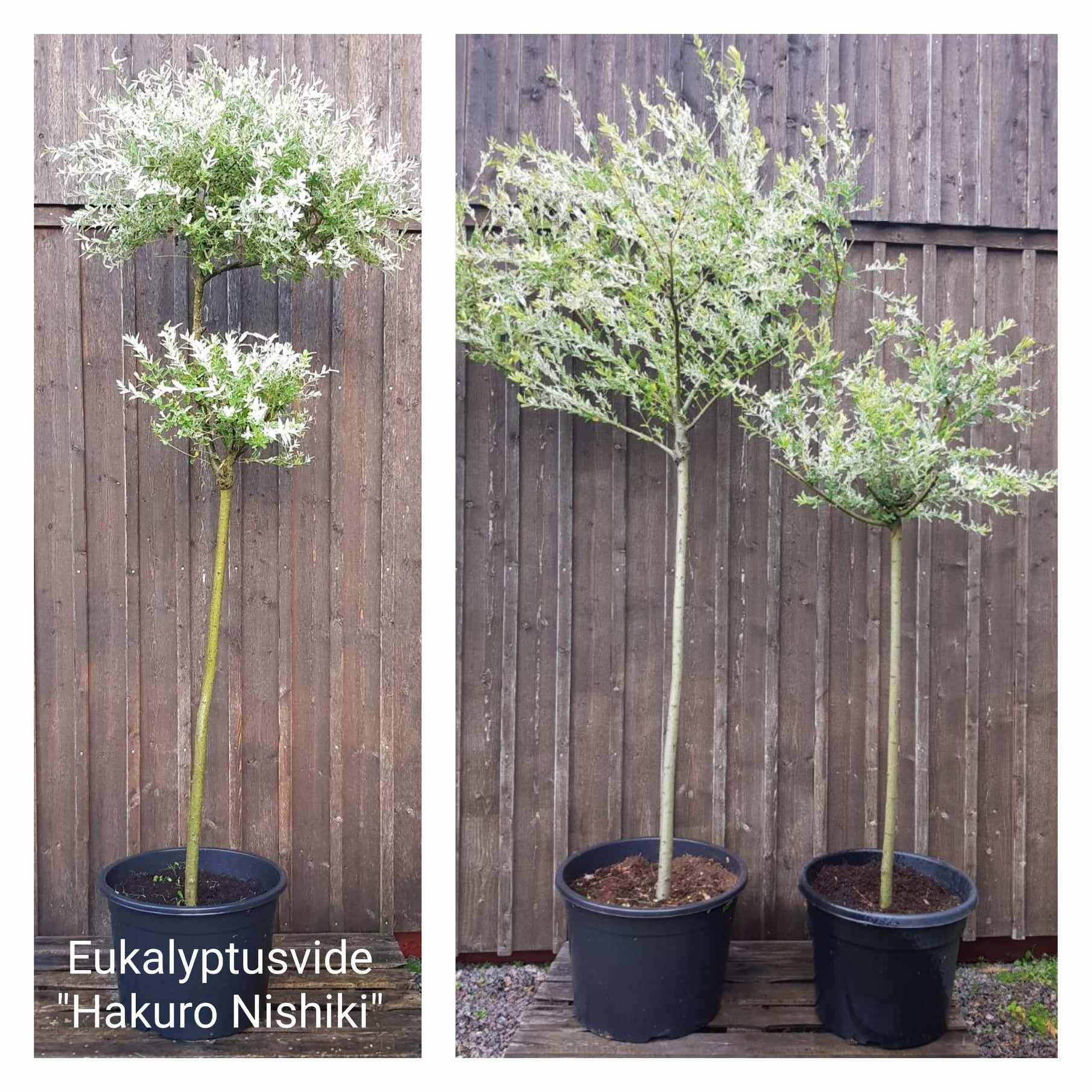 Eukalyptusvide Hkuro Nishiki