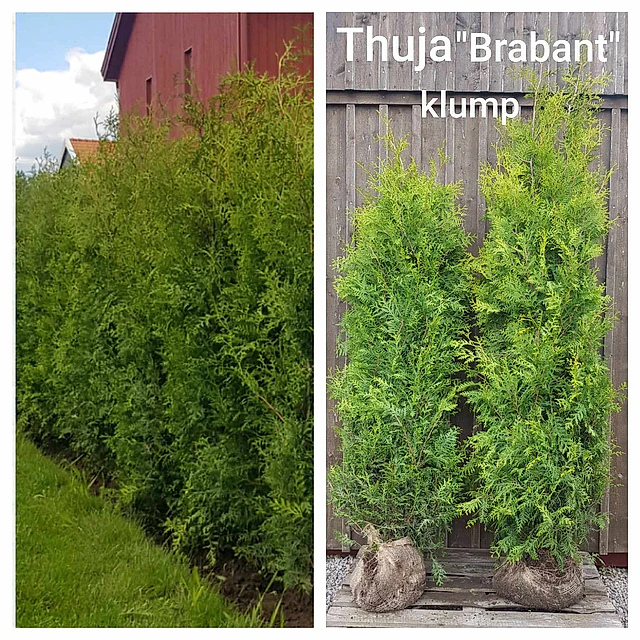 Thuja Brabant Klump