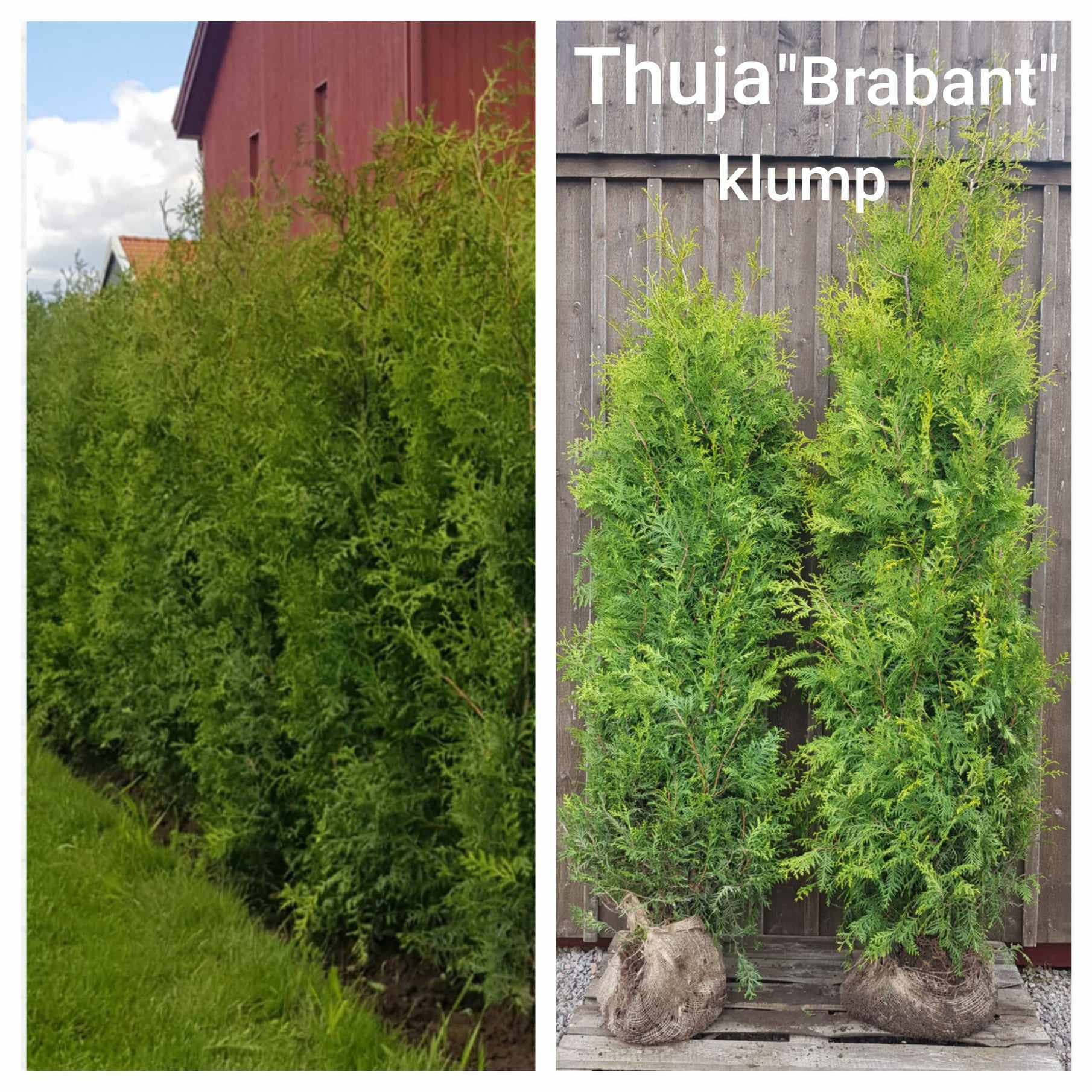 Thuja Brabant Klump