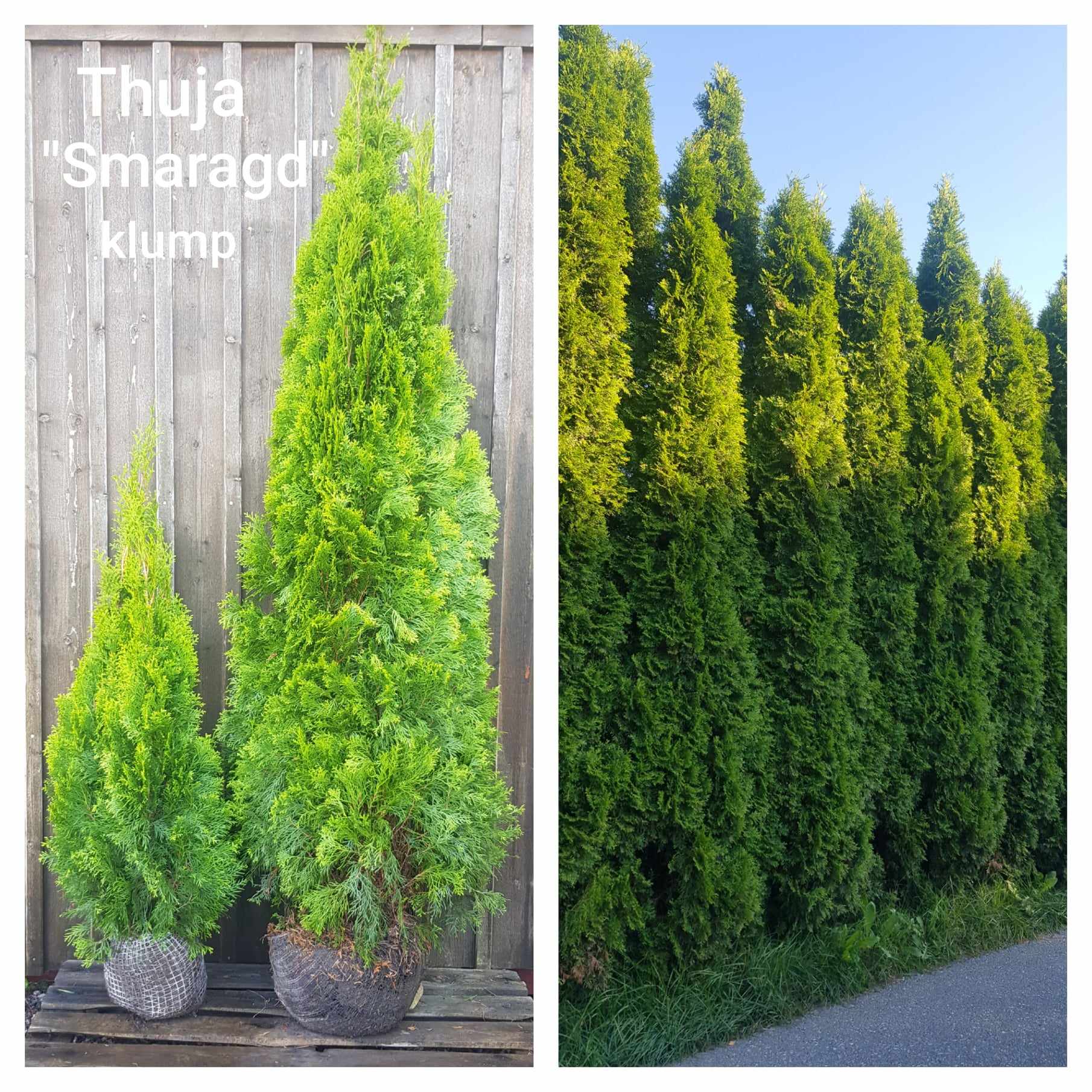 Thuja Smaragd Klump