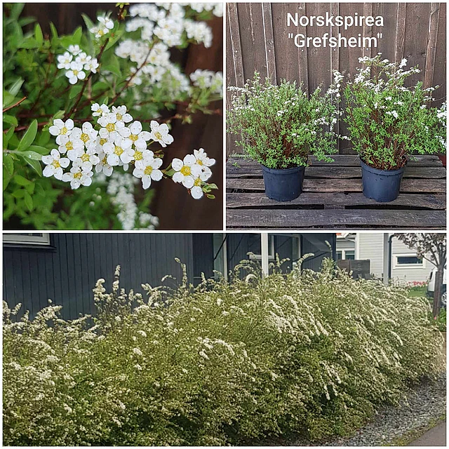 Norskspirea Grefsheim