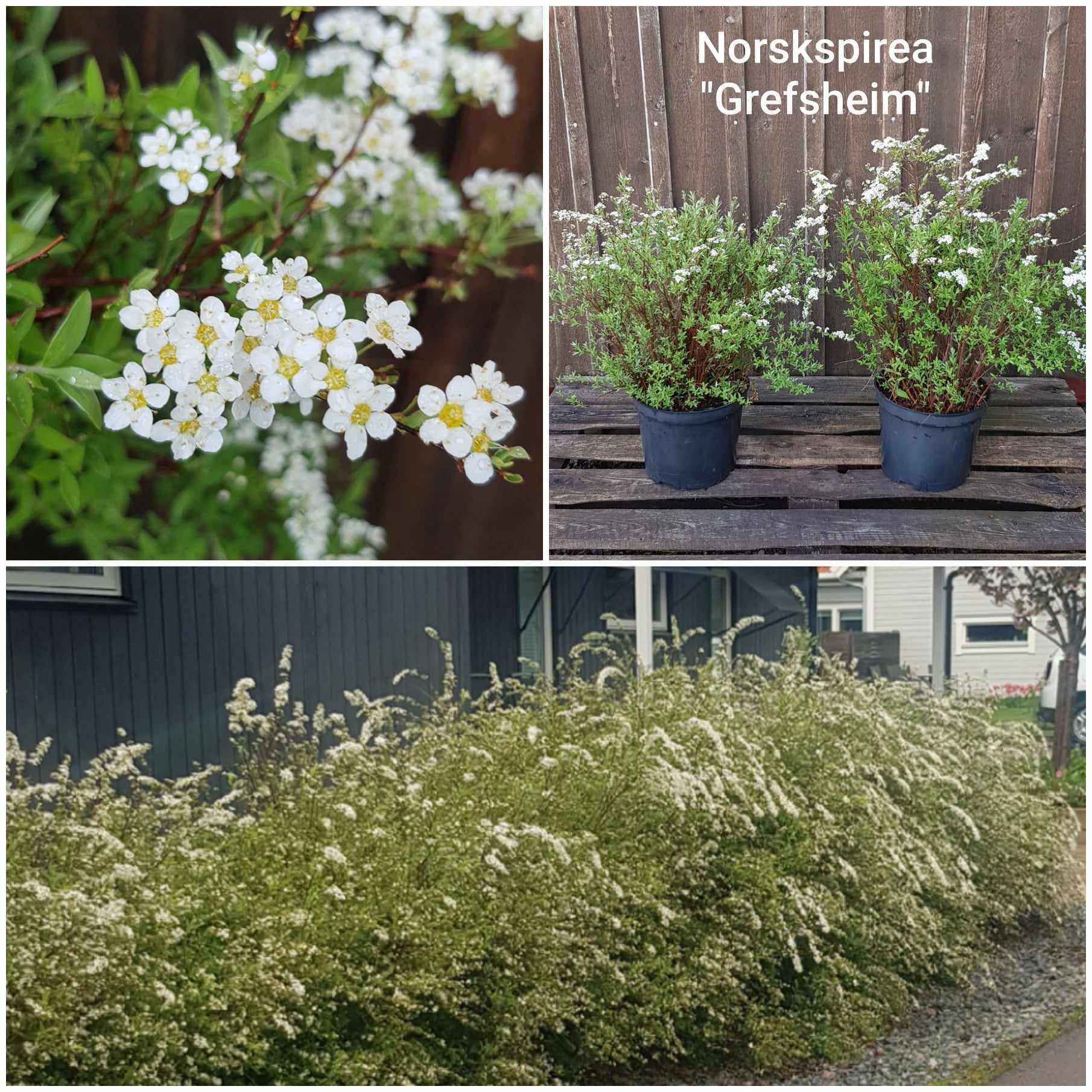 Norskspirea Grefsheim