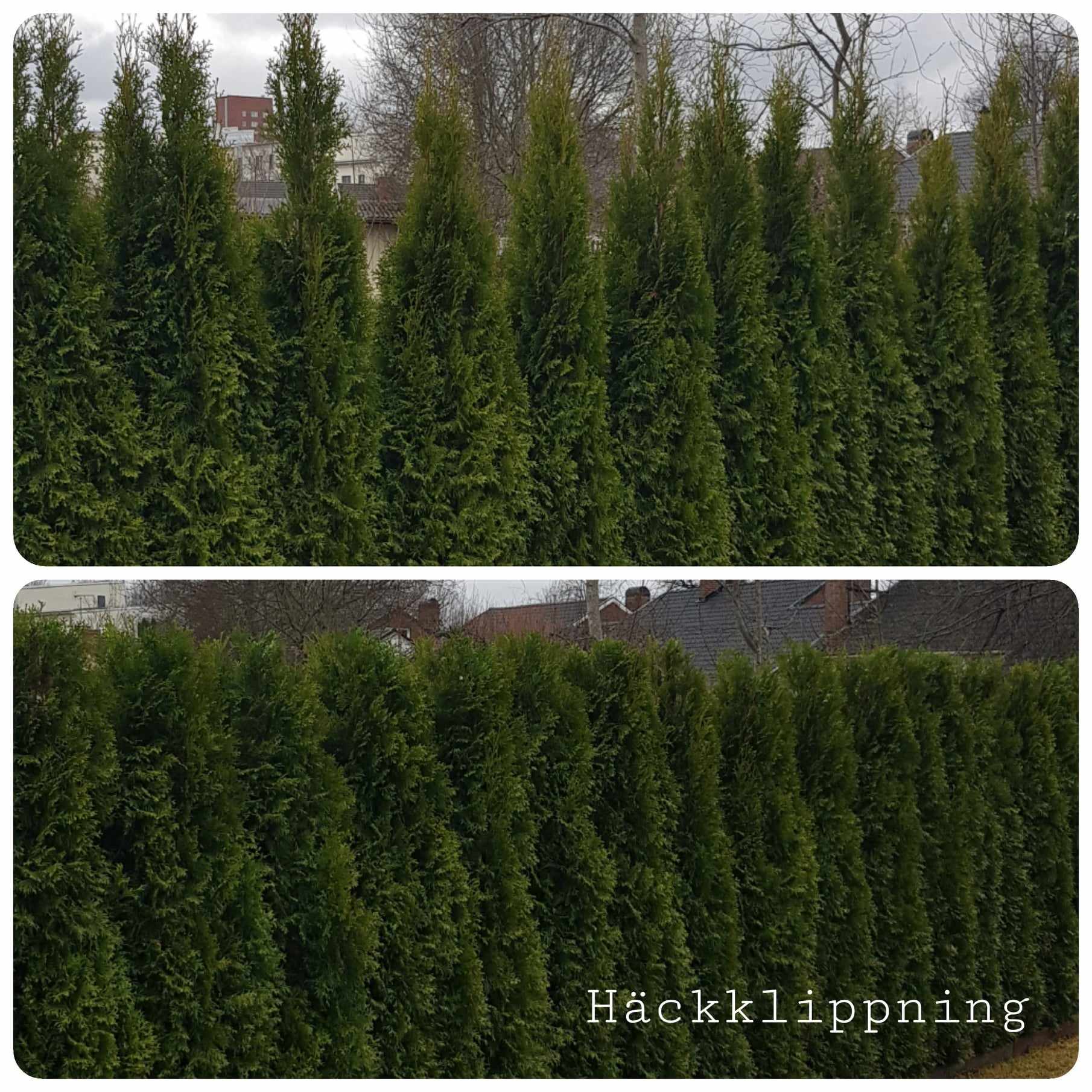 Häckklippning