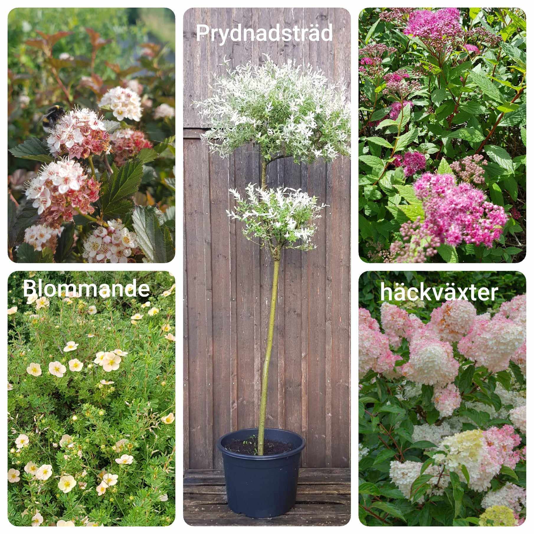 Blommande växter, prydnadsträd, häckväxter