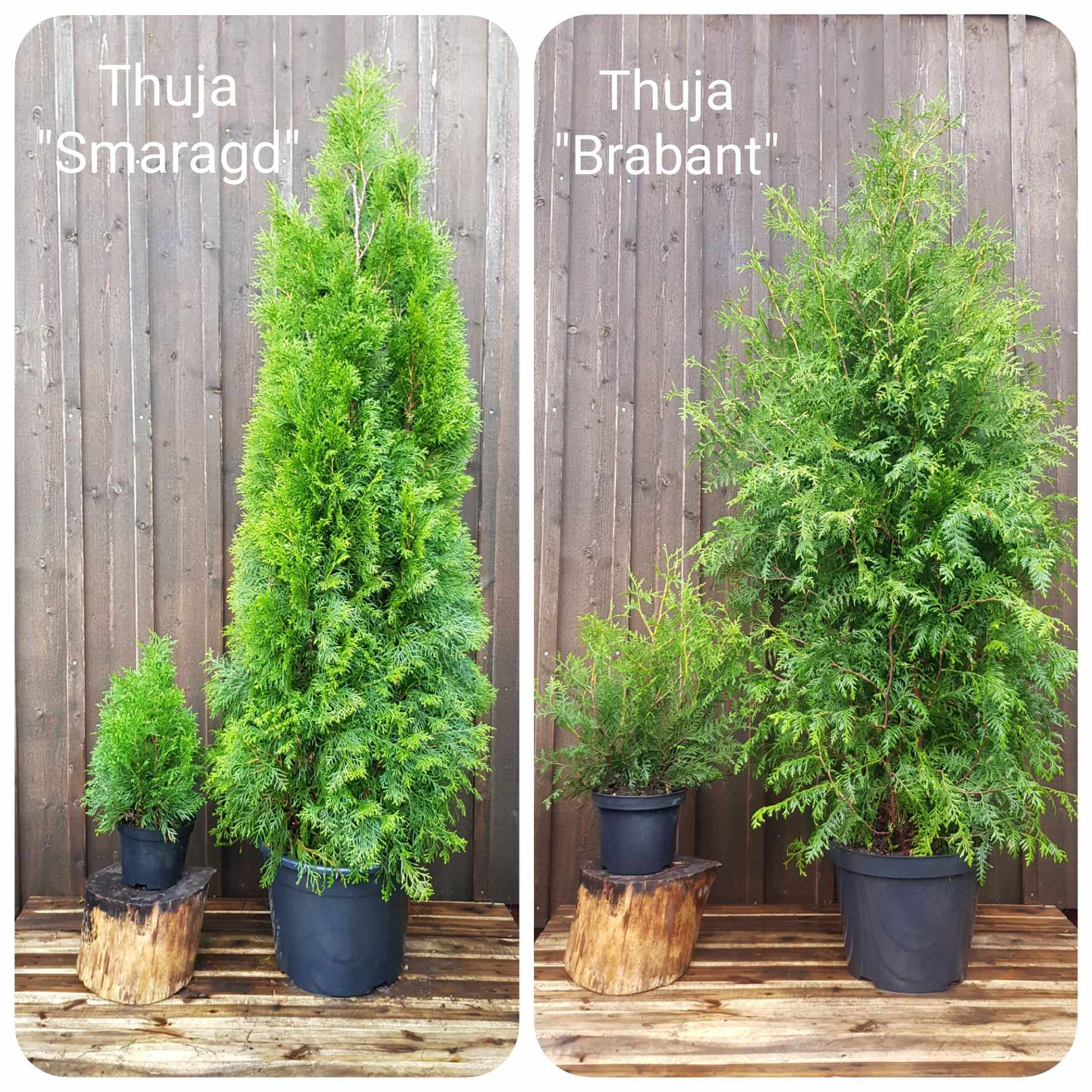 Thuja Smaragd och thuja Brabant